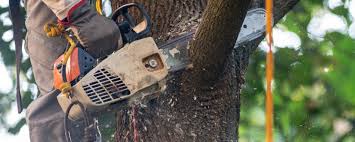 Best Tree and Shrub Care  in Wilburton, OK