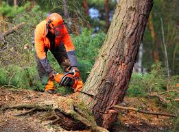 Best Tree Cabling and Bracing  in Wilburton, OK