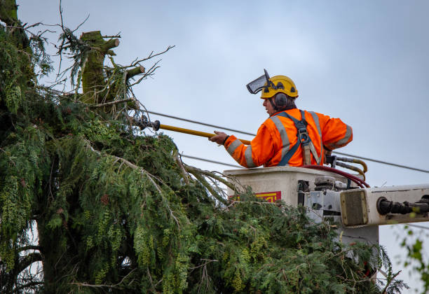 Best Tree Risk Assessment  in Wilburton, OK