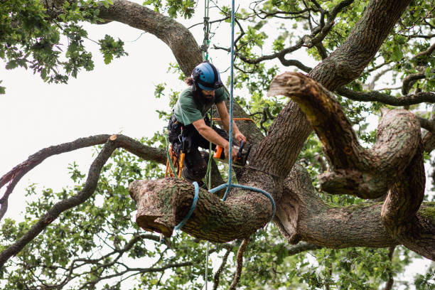 Best Hazardous Tree Removal  in Wilburton, OK