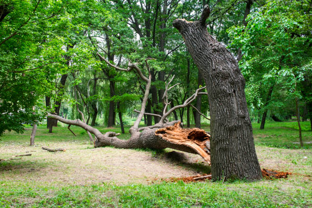 Best Utility Line Clearance  in Wilburton, OK