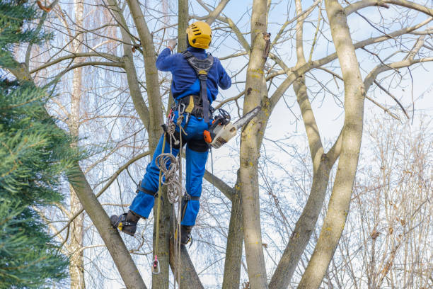 Best Seasonal Cleanup (Spring/Fall)  in Wilburton, OK