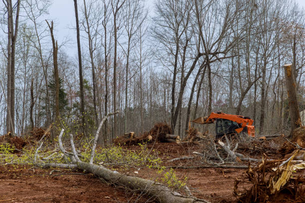 Best Storm Damage Tree Cleanup  in Wilburton, OK