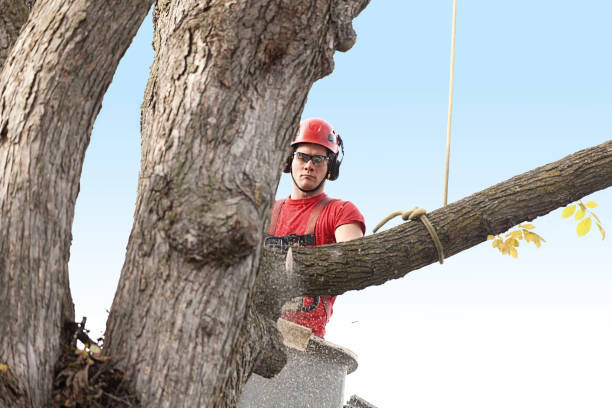 Best Tree Removal  in Wilburton, OK